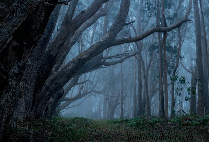 365 Eucalyptus Grove at Dusk