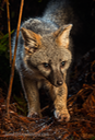 375 Prowling Gray Fox