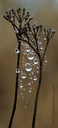 Dewdrops on Web