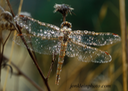 Dragonfly with Raindrops