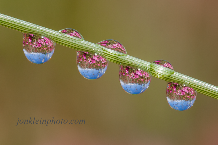 Raindrops on a Grass Stem