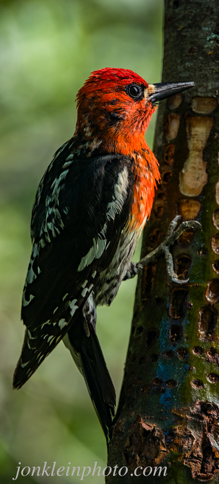 381 Red-breasted Sapsucker 6